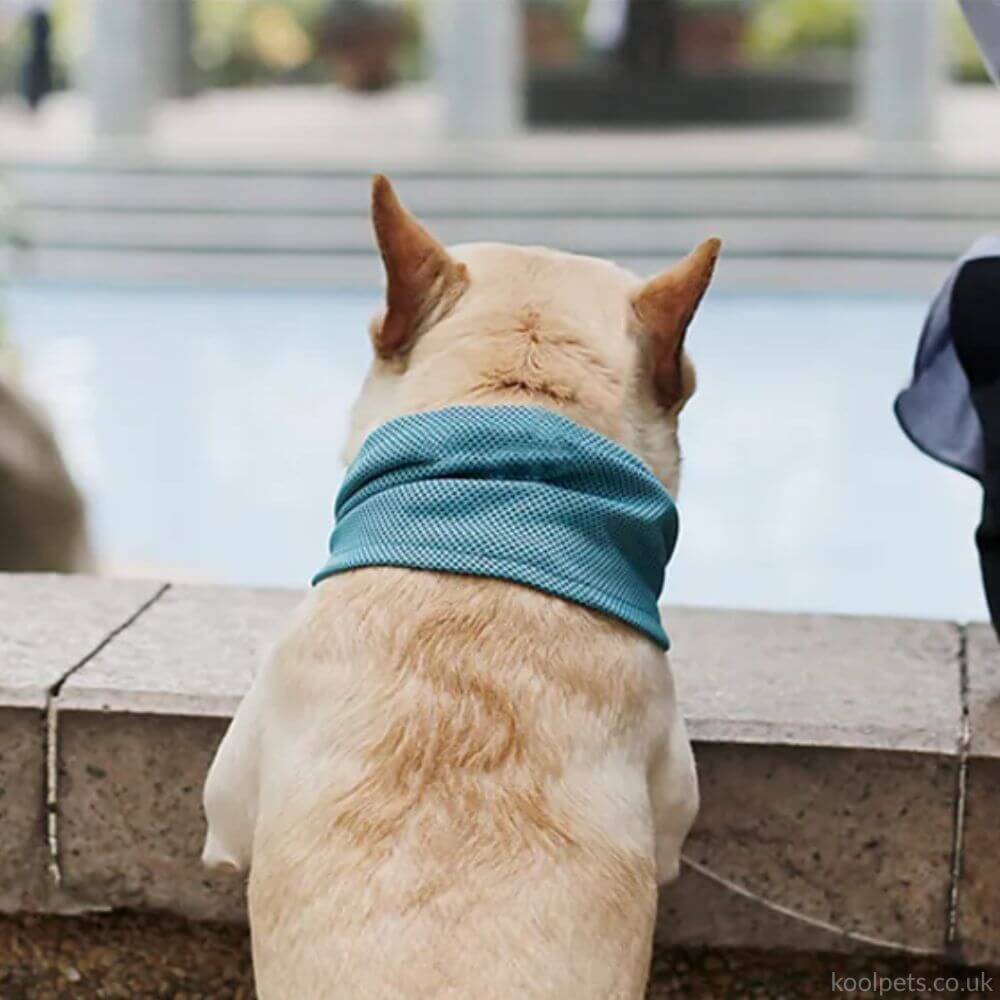 New Instant Cooling Pet Bandana Dog Scarf Summer Cooling Towel Wrap Dog Collar
