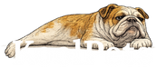 KoolPets - Home