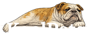 KoolPets