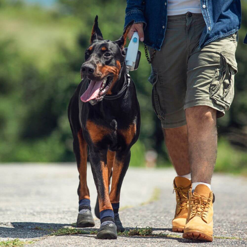 Pet Outdoor Sports Shoes With Anti Slip Biomimetic Stripes