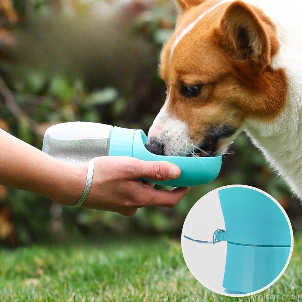 Water Bottle