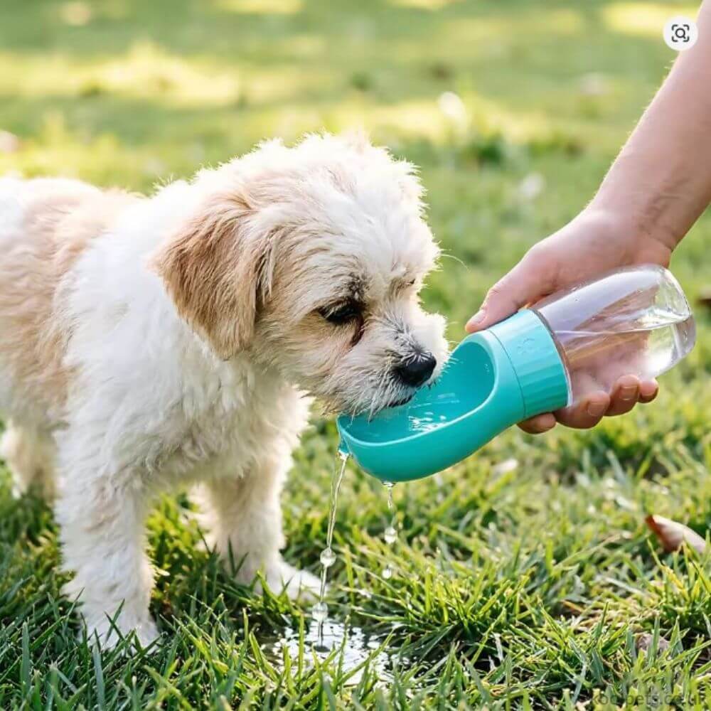 Water Bottle